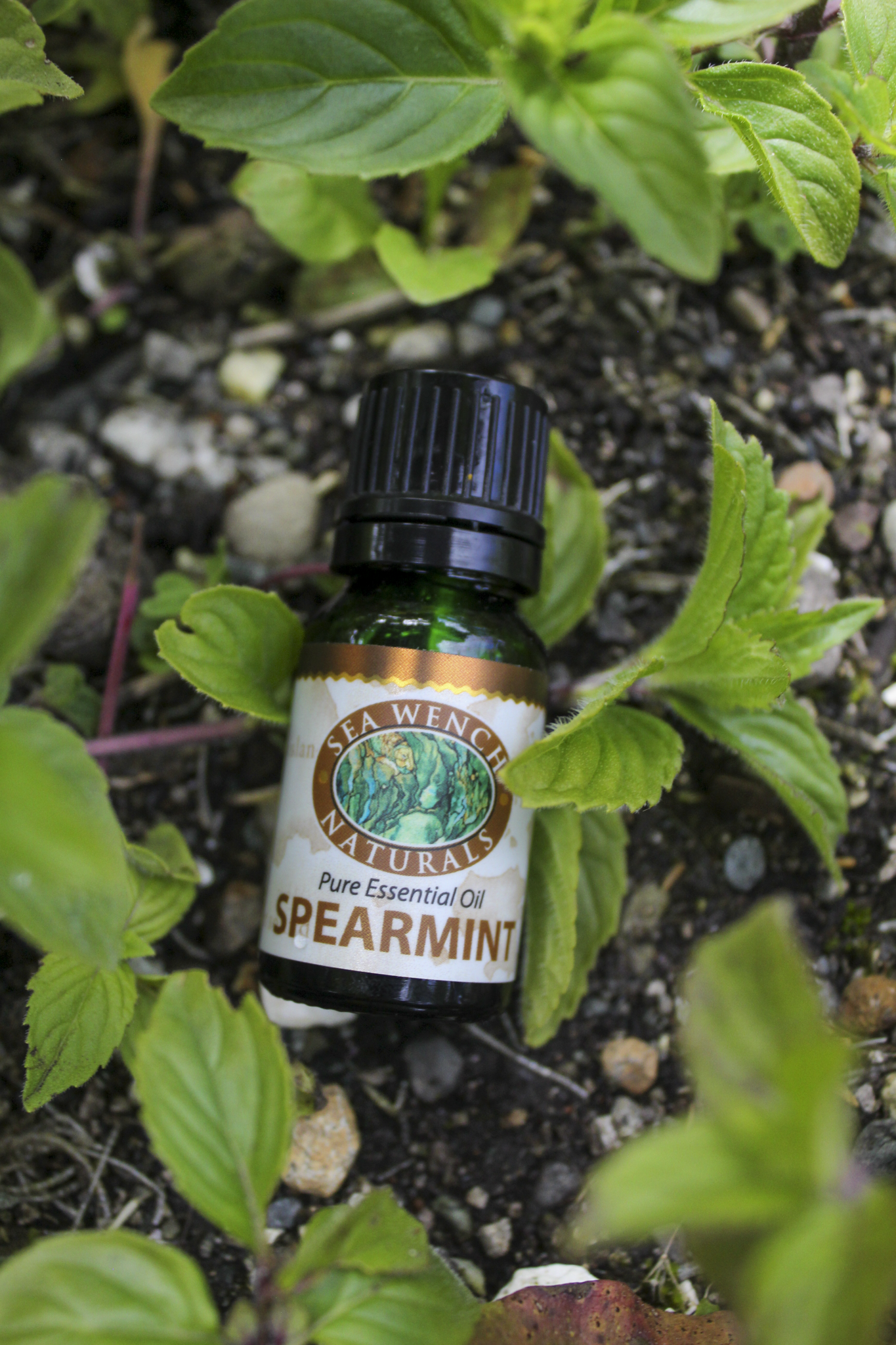 Spearmint Essential Oil