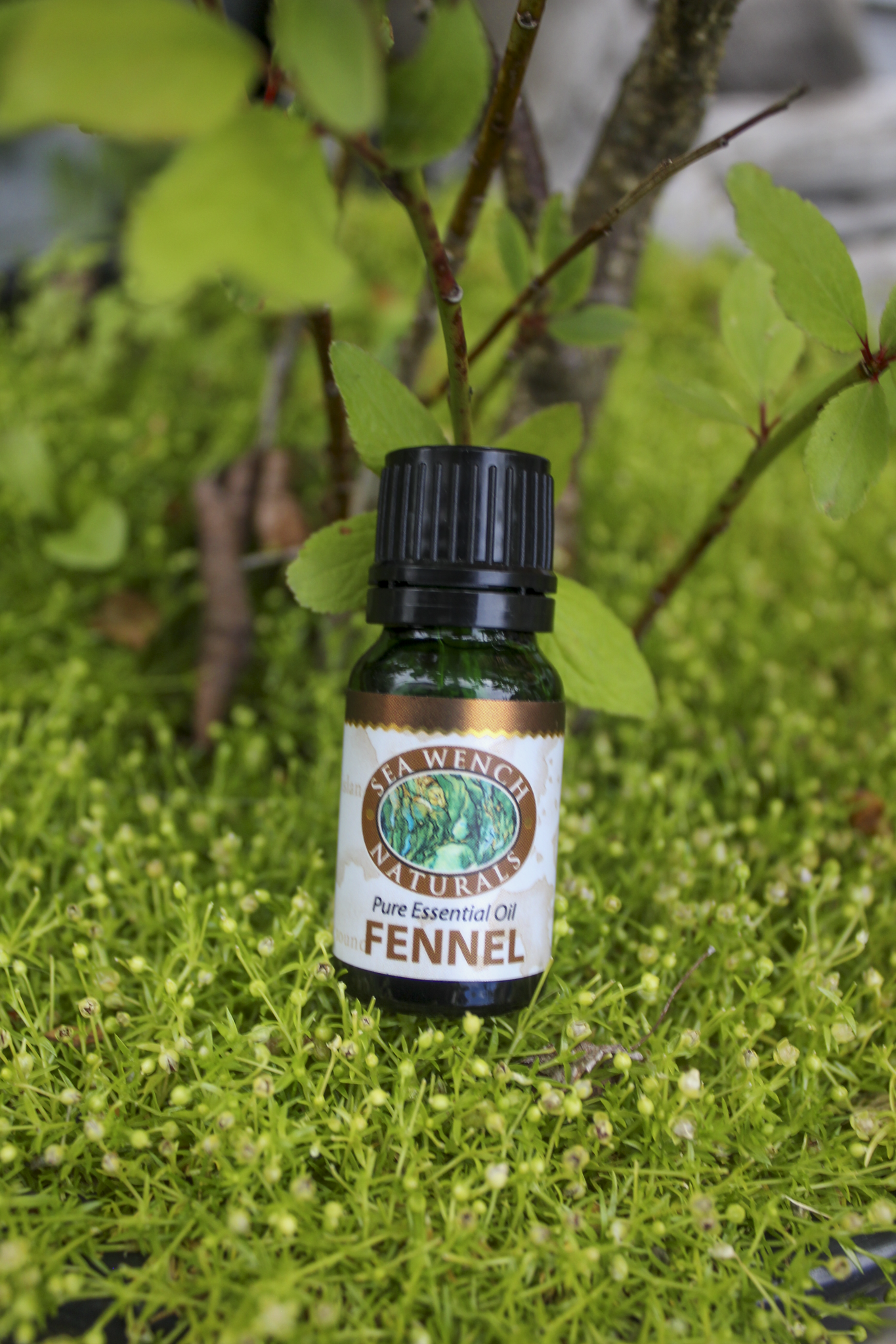 Fennel Essential Oil