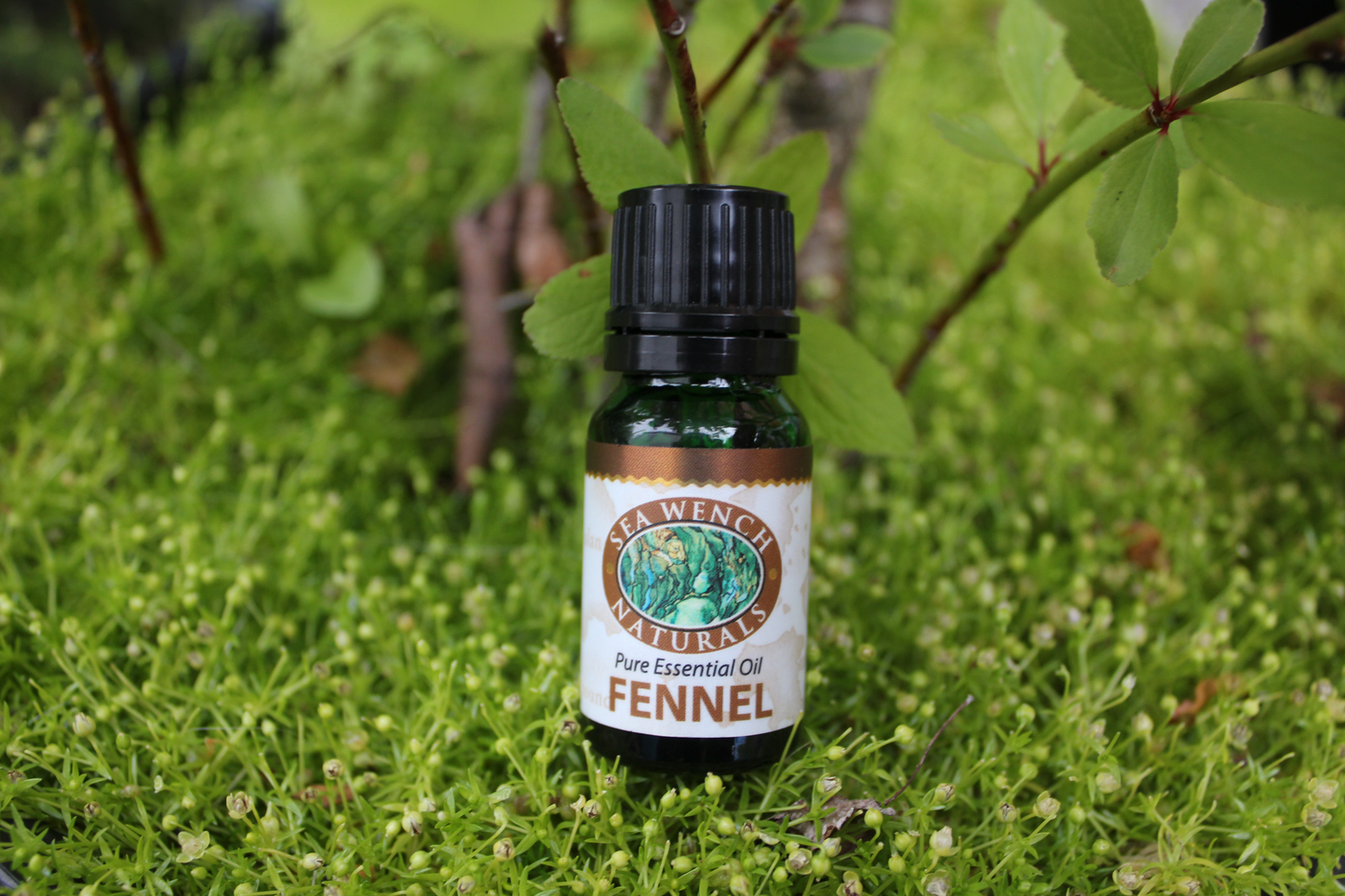 Fennel Essential Oil