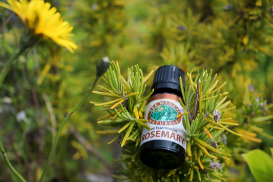 Rosemary Essential Oil