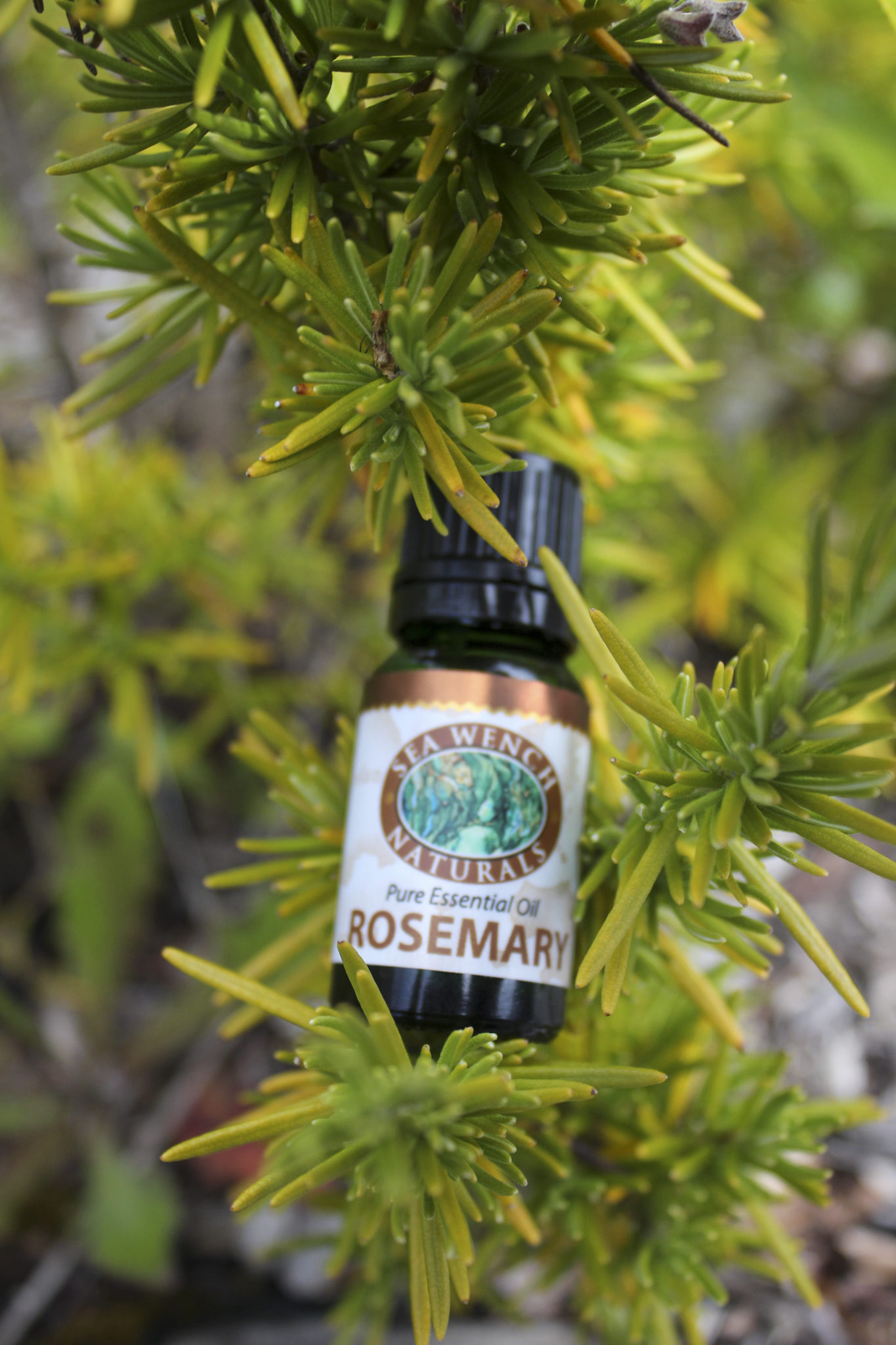 Rosemary Essential Oil