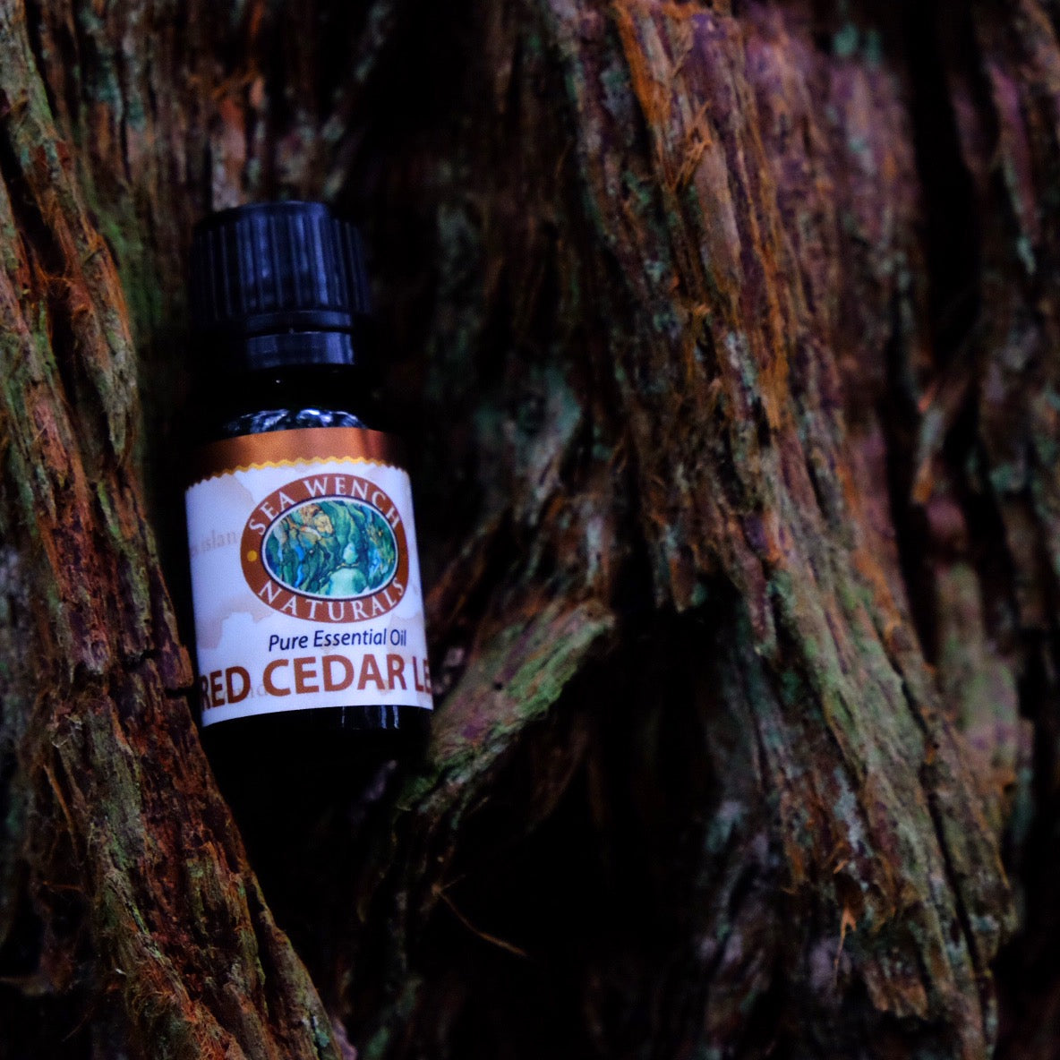 Coastal Red Cedar Leaf Oil by Sea Wench Naturals – steam‑distilled Pacific cedar leaf essential oil from British Columbia